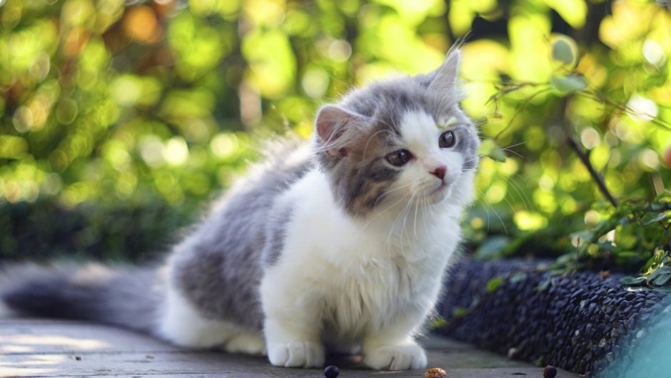 Котята милашки