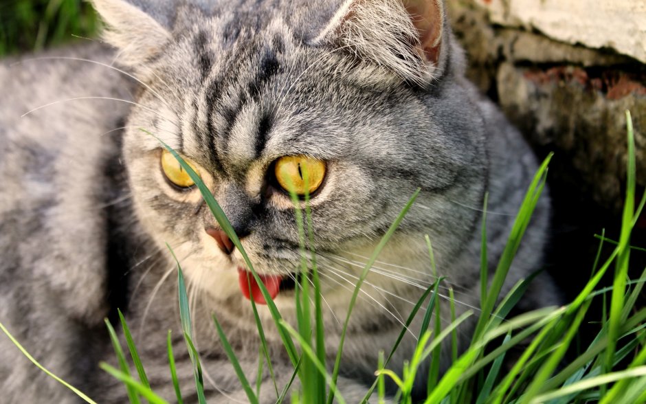 Настоящие котики