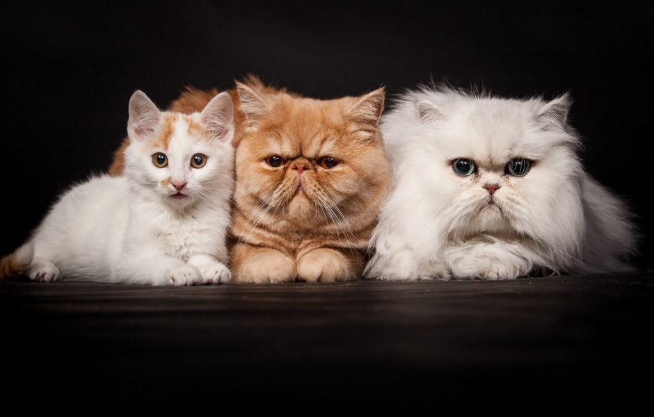 Персидские коты
