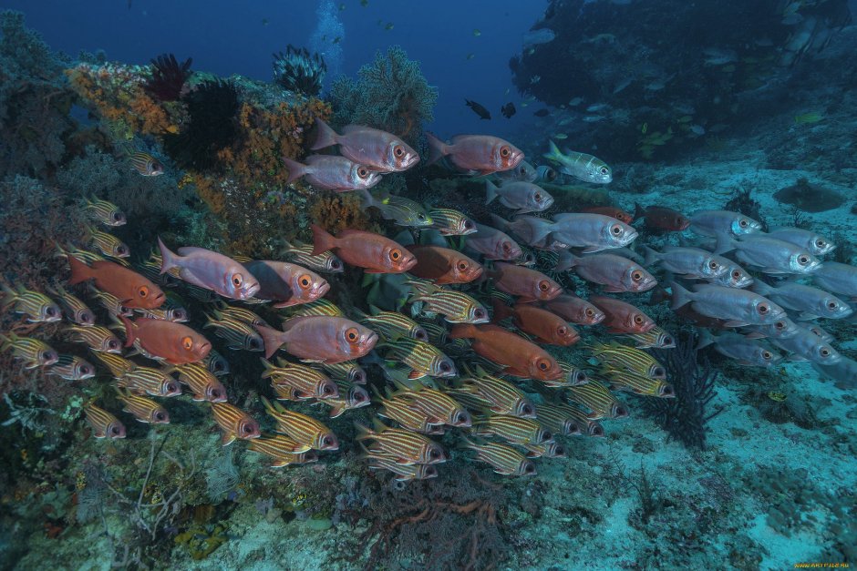 Рыбы Средиземного моря телевизия