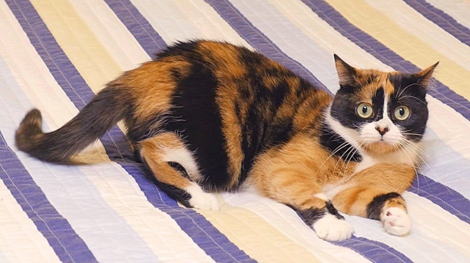 Трехцветный кот куки