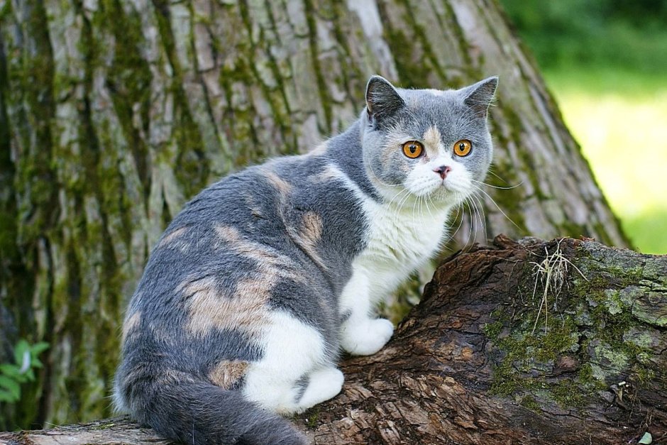Британская черепаховая кошка серая