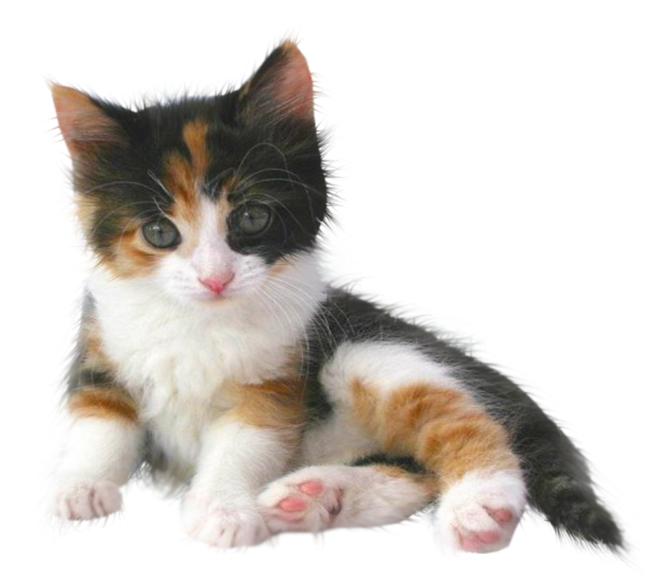 Трехцветная кошка на белом фоне