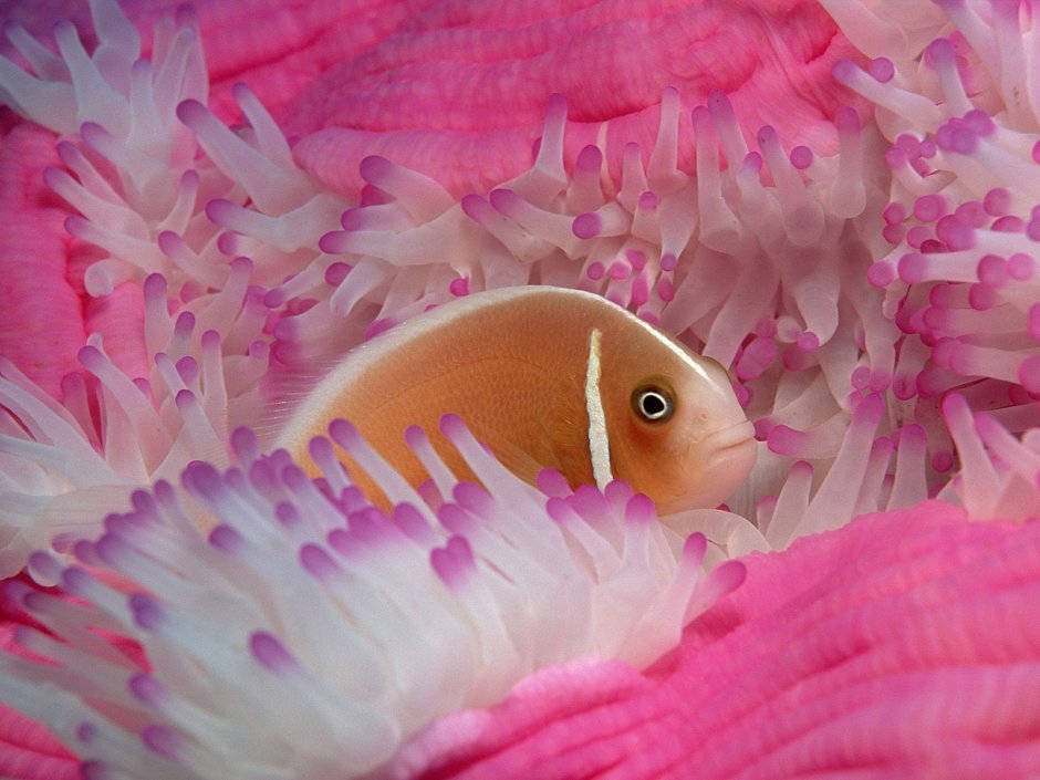 Pink Skunk Clownfish