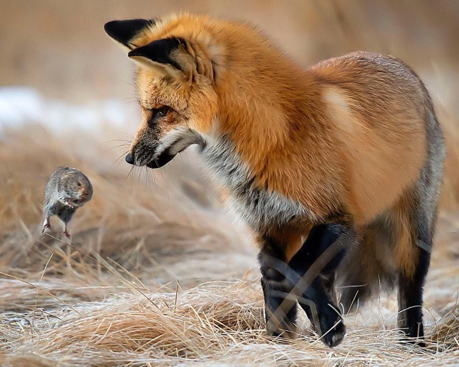 Лиса National Geographic