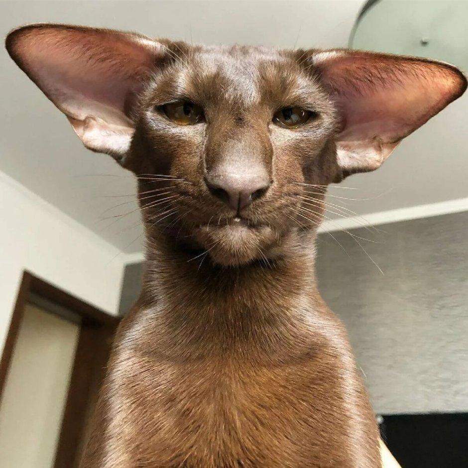 Коты ориенталы грузины