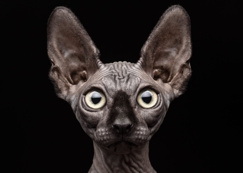 Чёрный сфинкс кошка