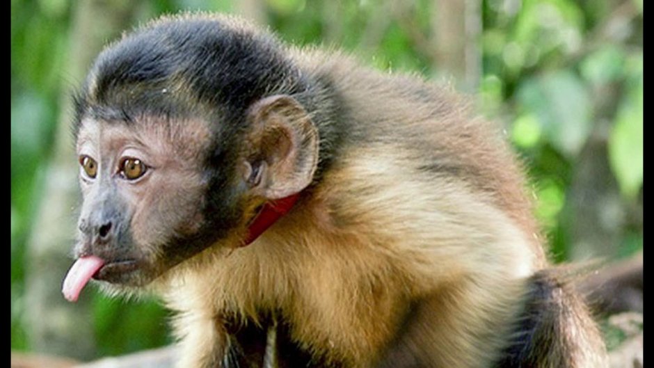 Brazil Macaco
