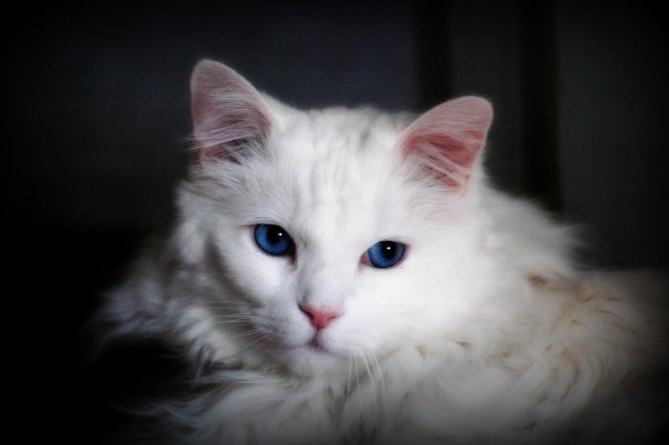 Ангарская кошка