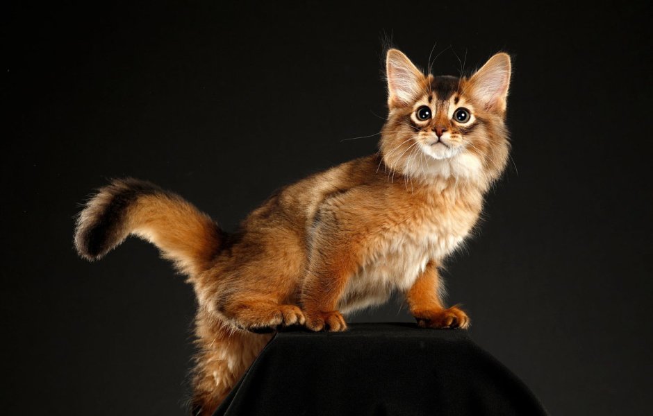 Рыжий кот