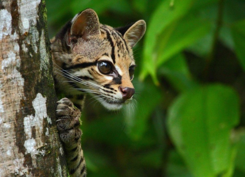 Leopardus guttulus