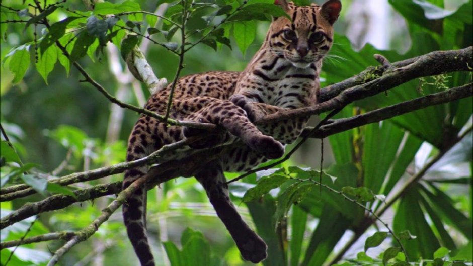 Оцелот (leopardus pardalis)