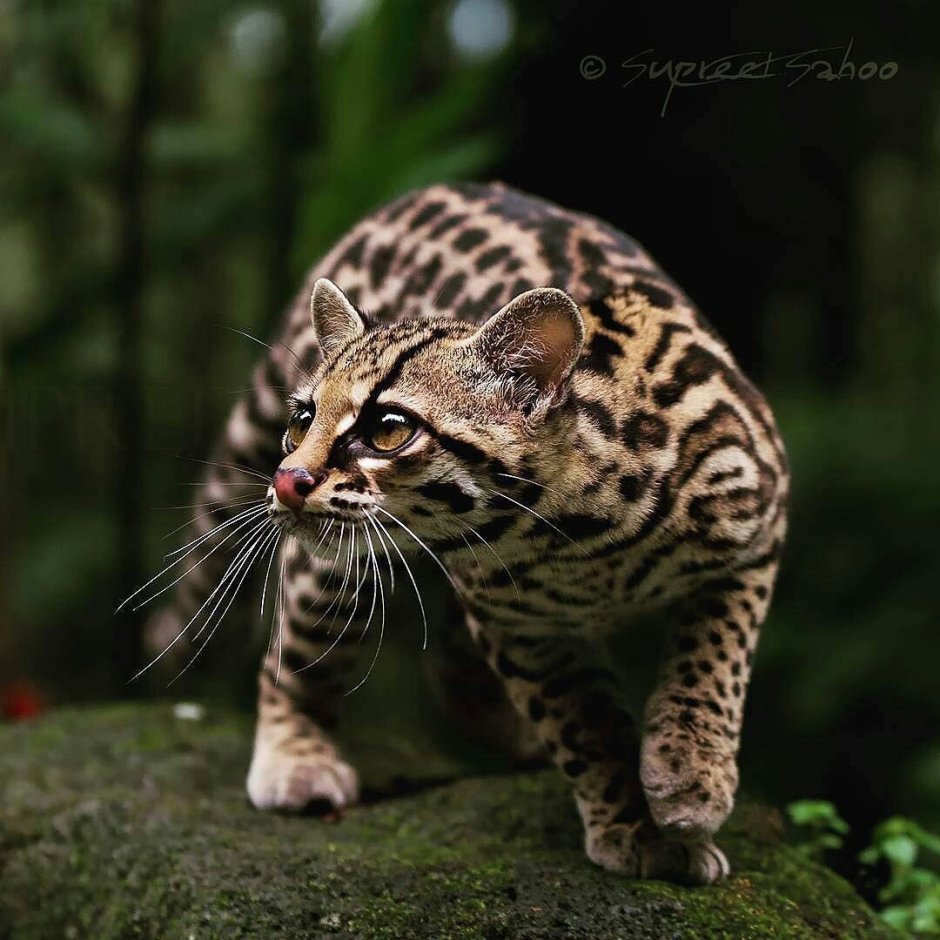 Длиннохвостая кошка Маргай