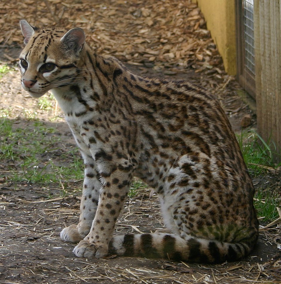 Онцилла меланист