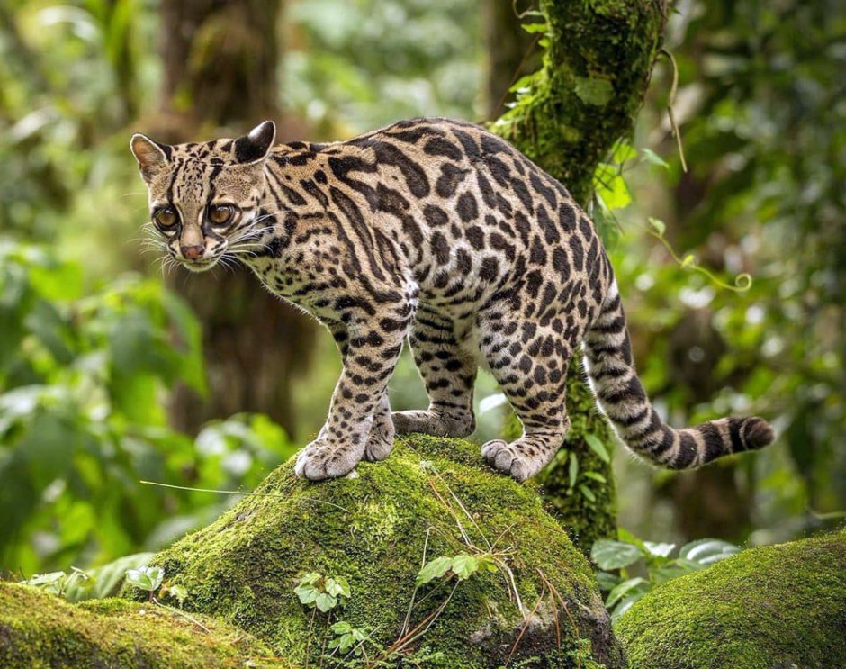 Оцелот (leopardus pardalis)