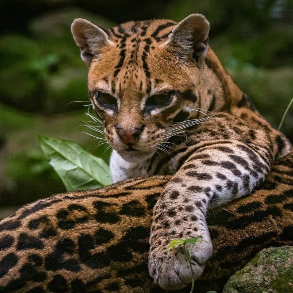Маленькие Хищные кошки