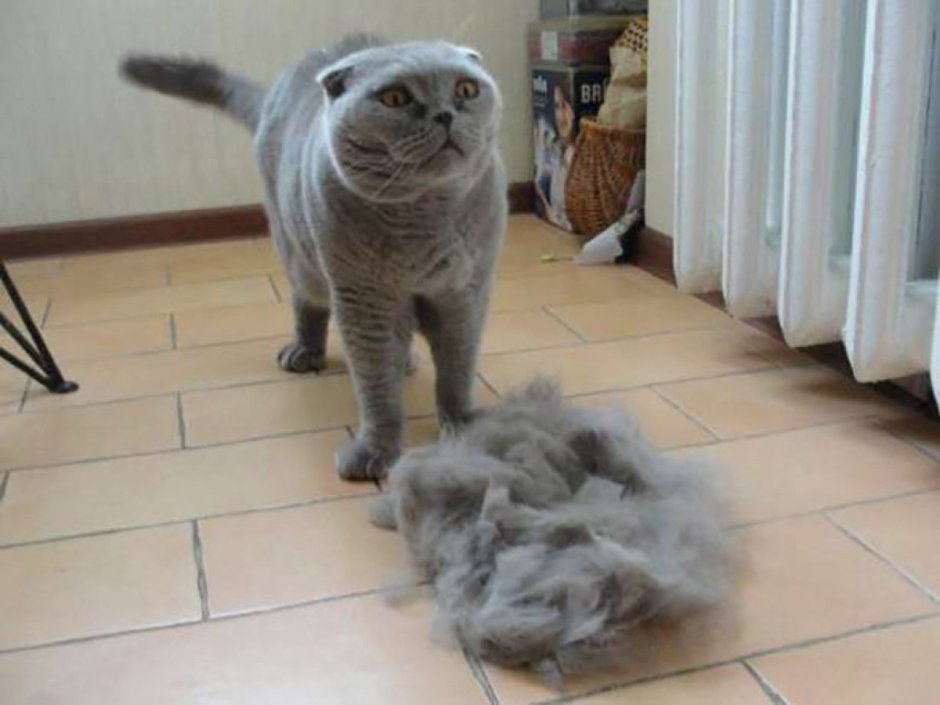 Котов которые линяют