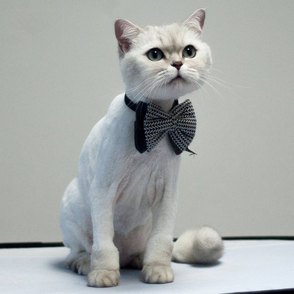 Стрижка короткошерстных кошек