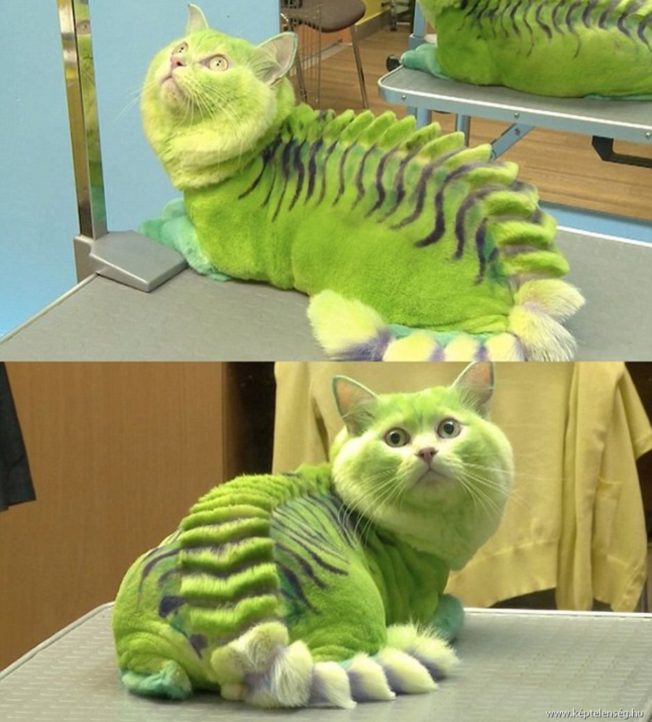 Котозавр рекс