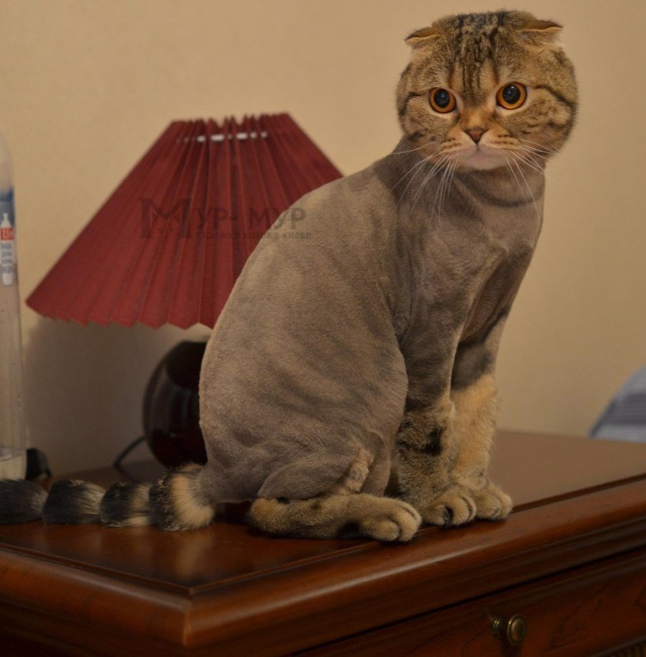 Стрижка скоттиш фолд