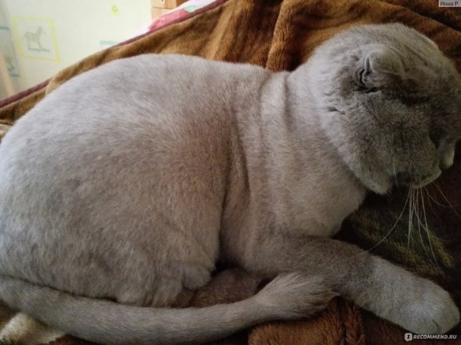 Стрижка кота скоттиш фолд
