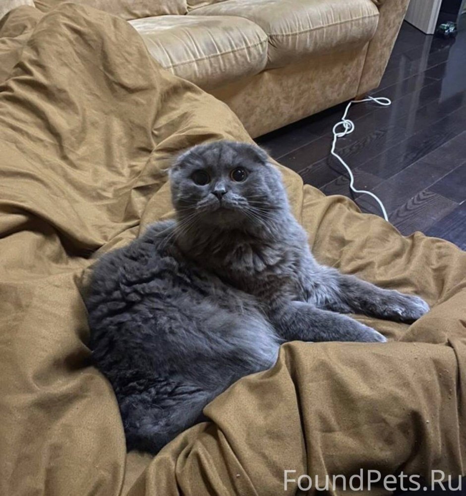 Стрижка кота под дракона