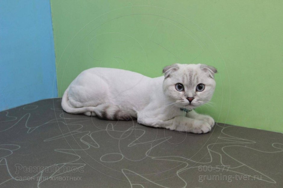 Подстриженный скоттиш фолд