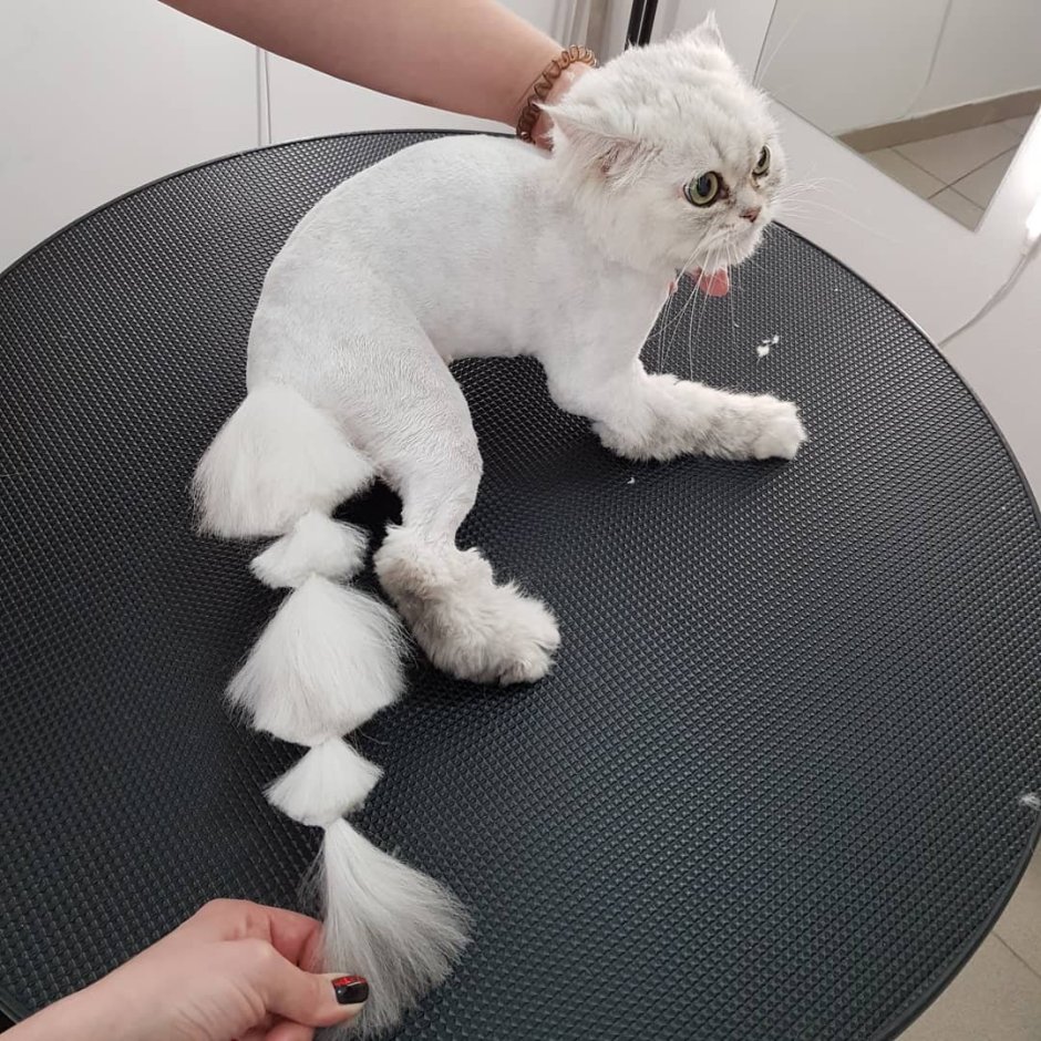Стрижка шотландских котов