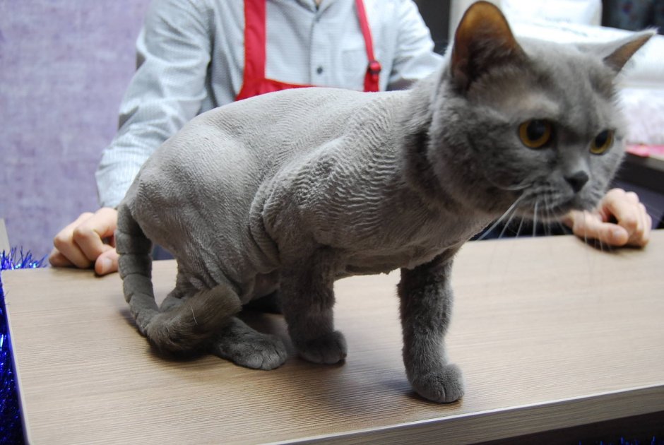 Стрижка британских котов