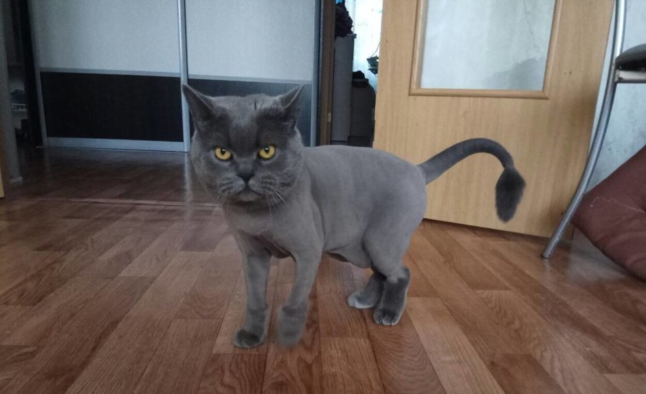 Стриженный скоттиш страйт