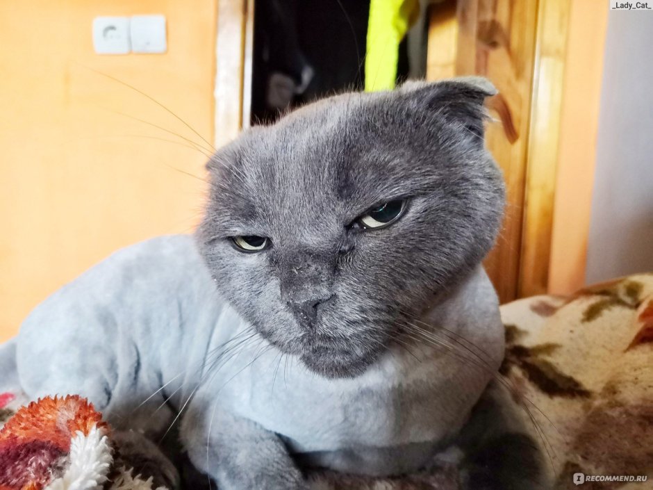 Стрижка вислоухий шотландский вислоухий кот