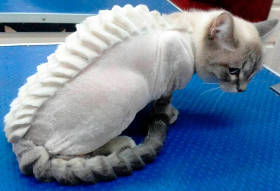 Стрижка кота
