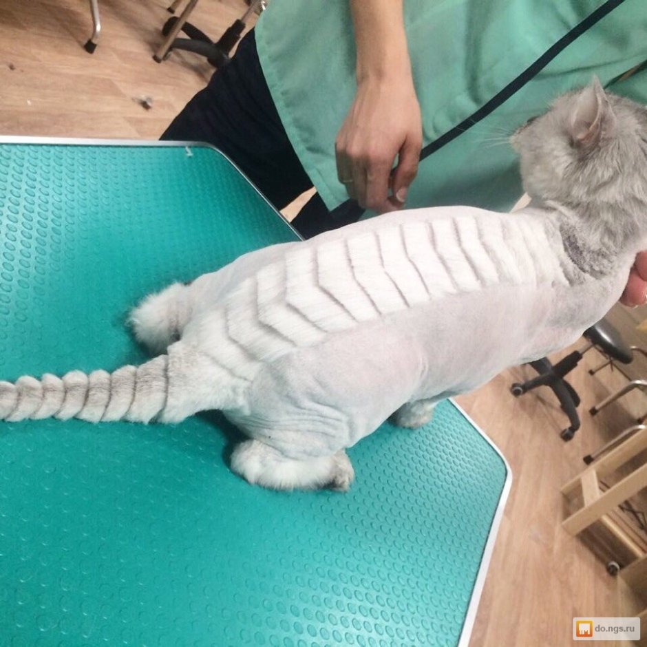 Тримминг кошек