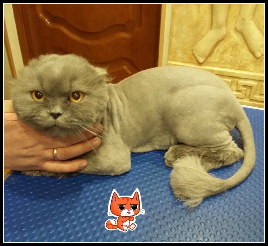 Стриженный скоттиш фолд