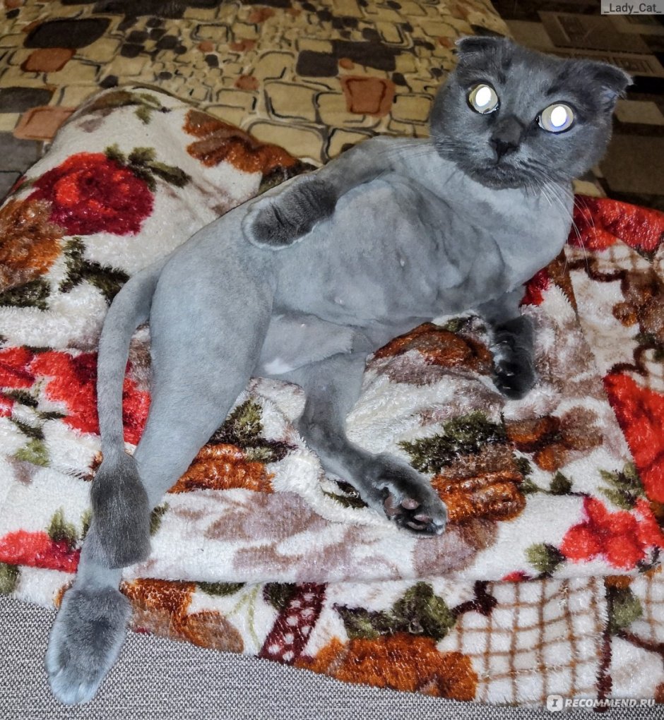 Грумминг шотландских кошек