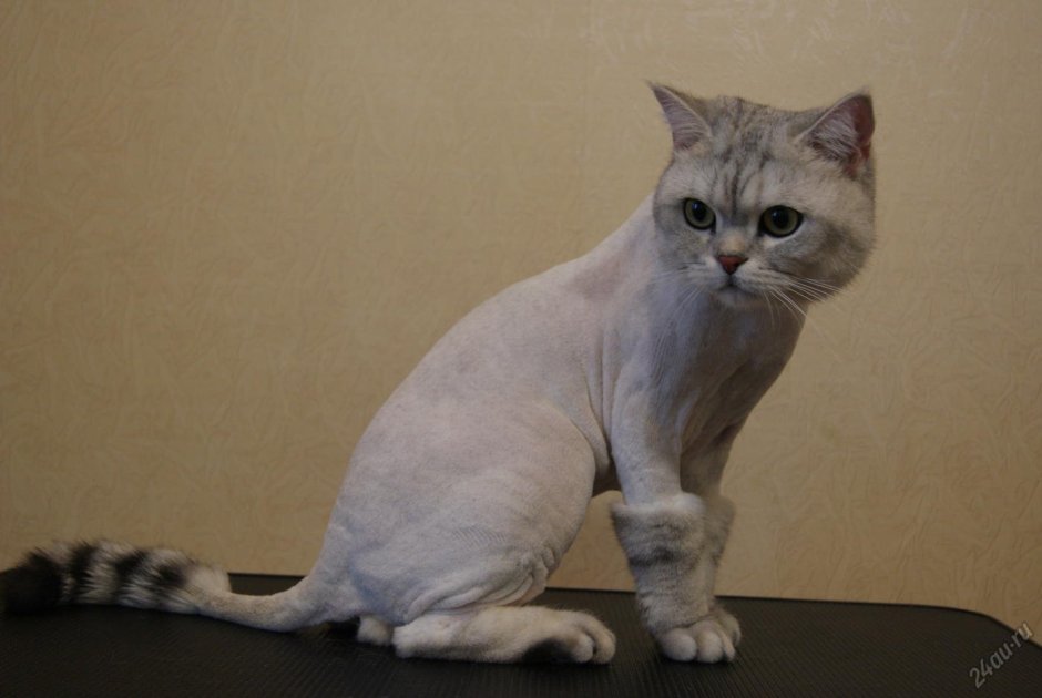 Шотландская прямоухая стрижка