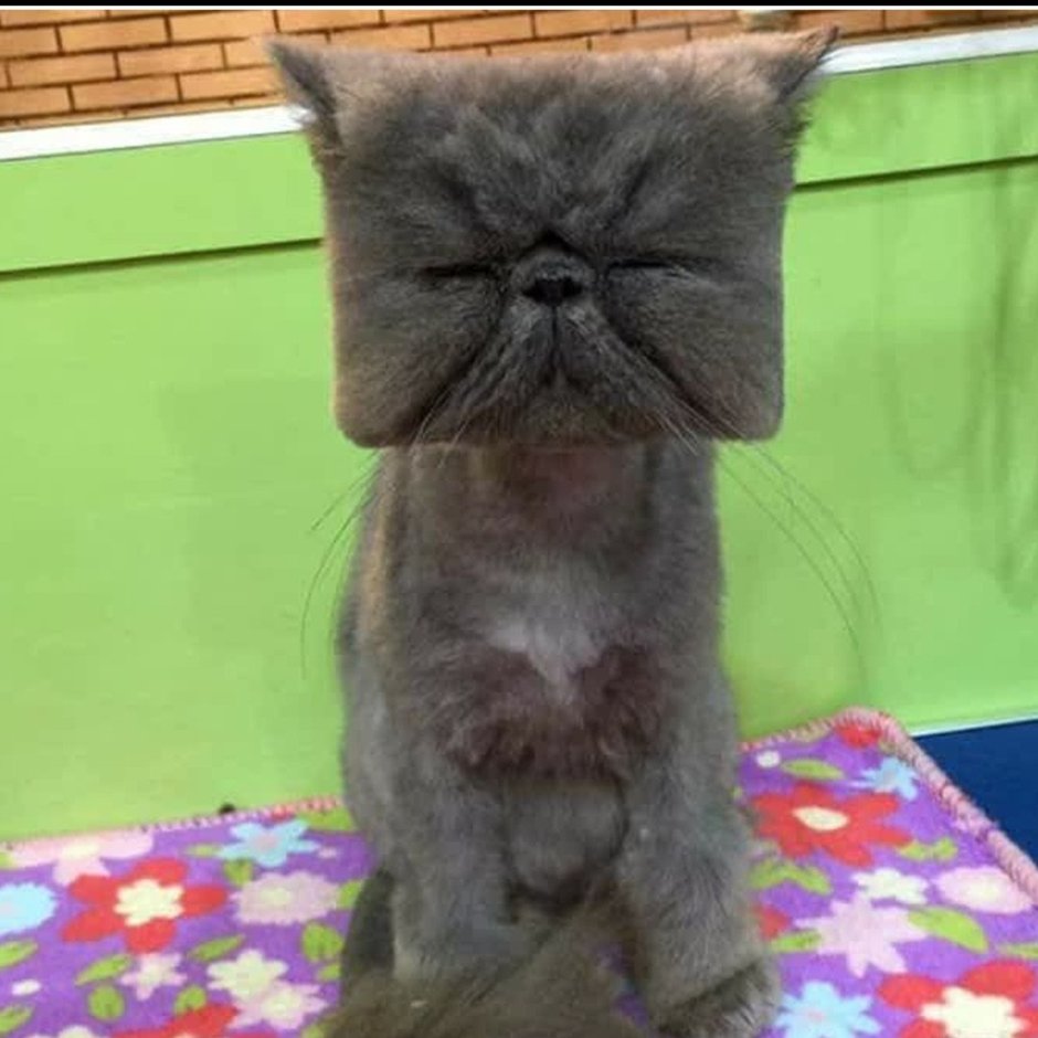 Грумминг шотландских кошек