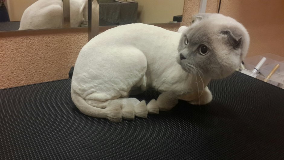 Стрижка кошек