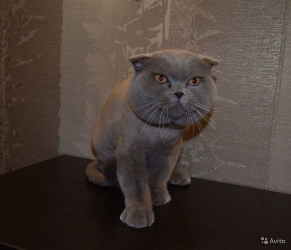 Подстриженный шотландский кот вислоухий