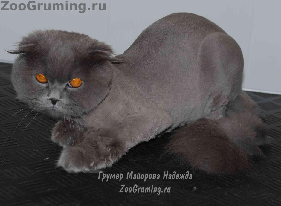 Британец вислоухий кот стрижка Льва