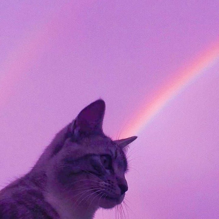 Котик с фиолетовыми цветами