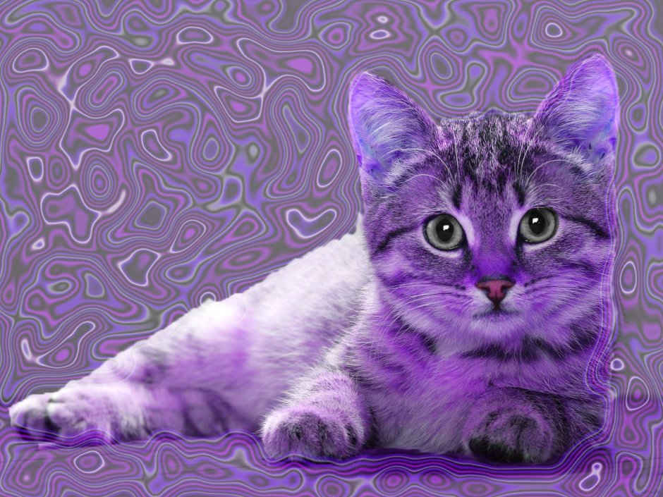 Сиреневый кот