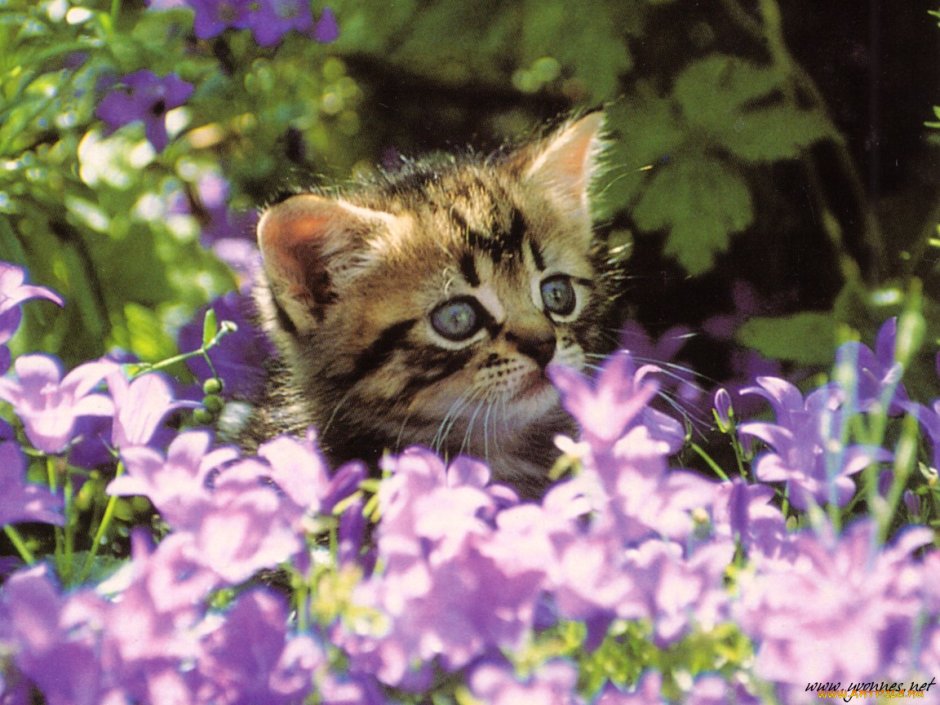 Котенок в полевых цветах