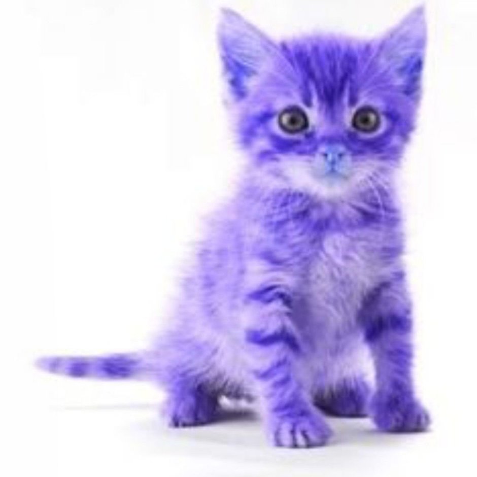 Фиолетовые коты