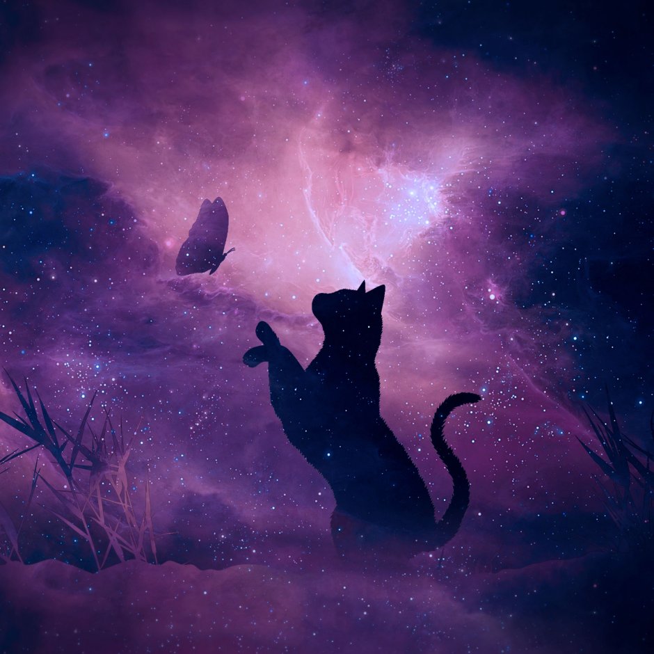 Кот на фоне космоса