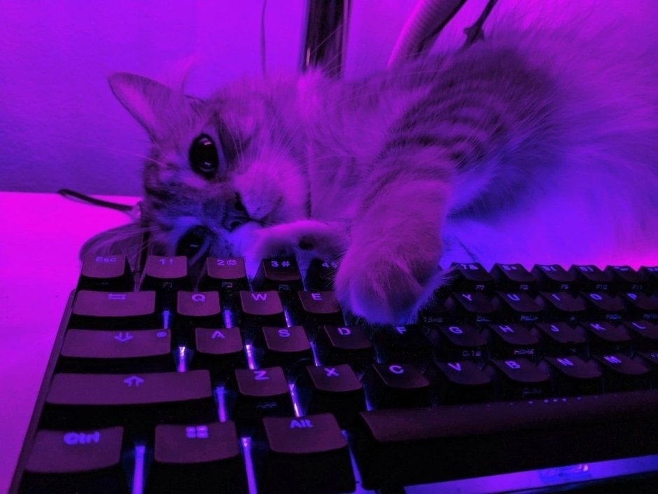 Котик на клавиатуре