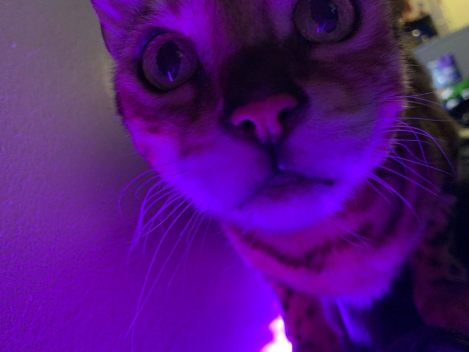 Фиолетовые коты