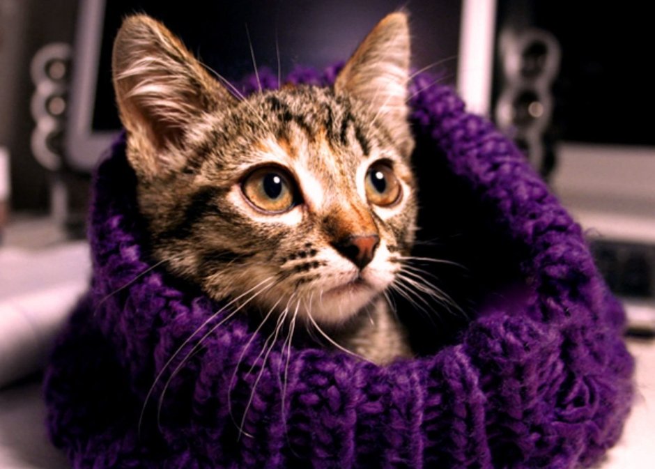 Фиолетовые коты