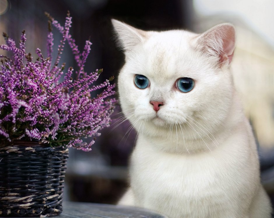 Прекрасные котики