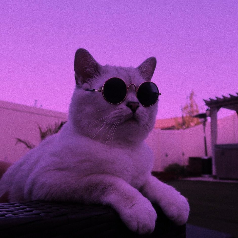 Коты Эстетика фиолетового